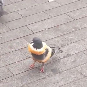 Meet your Posher, Ian